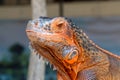 Close-up portrait of curious Iguana reptile. Iguane lizard portrait macro, close-up. Portrait front view to colorful exotic iguana Royalty Free Stock Photo