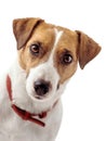 Close-up portrait of Curious Jack Russell Terrier dog, A white background. Isolated Royalty Free Stock Photo