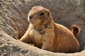 Close-up portrait of a curious marmot