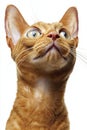 Close-Up Portrait of a Curious Orange Purebred Male Devon Rex Cat in Bright Studio Setting Royalty Free Stock Photo