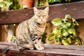 close up of a portrait of a curious sitting cat in relax position on a bench at the garden