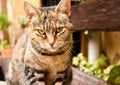 close up of a portrait of a curious sitting cat in relax position on a bench at the garden