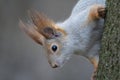 Close up portrait of curious squirrel