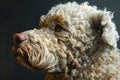 Close up Portrait of a Curly haired Dog with a Focused Gaze on a Dark Background