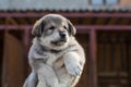 Close-up Portrait of cute Abandoned puppy from a shelter hopes to find its new home.