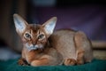 Close-up portrait cute Abyssinian kitten lies front view, and looking Royalty Free Stock Photo