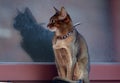 Close up portrait of a wClose-up portrait cute Abyssinian kitten lies front view, and looking at the cameraoman enjoying a silly Royalty Free Stock Photo