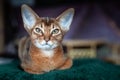 Close-up portrait cute Abyssinian kitten lies front view, and looking at the camera Royalty Free Stock Photo