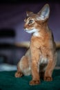 Close-up portrait cute Abyssinian kitten sits Royalty Free Stock Photo