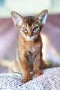 Close-up portrait cute Abyssinian kitten sits front view and looking Royalty Free Stock Photo