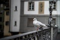 Close up portrait of a cute adorable funny seagull bird sitting. Royalty Free Stock Photo