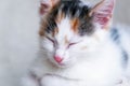 Close-up Portrait of a cute, adorable tricolor kitten on a light armchair or bed. Taking care and taking care of pets