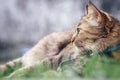 Close up portrait of cute adult female domestic tabby cat lying back on the floor and looking something outdoor Royalty Free Stock Photo