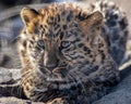 Close- up portrait of a cute Amur leopard cub