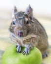 Close-up portrait of cute animal small pet chilean common degu squirrel sitting with big green apple. The concept of a healthy lif