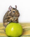 Close-up portrait of cute animal small pet chilean common degu squirrel sitting with big green apple. The concept of a healthy lif