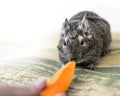 Close-up portrait of cute animal small pet chilean common degu squirrel sniffing and eating a piece of orange carrot