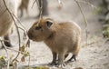 Close up portrait of a cute baby capybara Hydrochoerus hydrochaeris