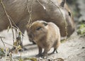 Close up portrait of a cute baby capybara Hydrochoerus hydrochaeris with mother in the zoo, selective focus