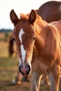 Close-up portrait of a cute baby chestnut foal in the light of the setting sun Royalty Free Stock Photo