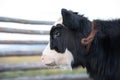 Close up portrait of a cute baby cow. Royalty Free Stock Photo