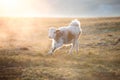 Close up portrait of a cute baby cow. Royalty Free Stock Photo