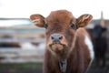 Close up portrait of a cute baby cow. Royalty Free Stock Photo