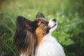 Gorgeous papillon dog sitting in the field in fall. Profile portrait of Continental toy spaniel outdoors