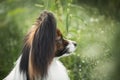 Gorgeous papillon dog sitting in the field in fall. Profile portrait of Continental toy spaniel outdoors