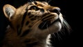 Close up portrait of a cute Bengal tiger, staring at camera generated by AI Royalty Free Stock Photo