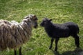 Black lamb with its mother sheep in a grazing field. Royalty Free Stock Photo