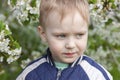Close-up portrait of cute blond baby boy frowning in the middle of cherry blossom garden. Royalty Free Stock Photo