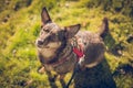 Close up portrait of cute brown dog, mixed breed Royalty Free Stock Photo