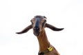 Close-up portrait of cute brown goat on white background Royalty Free Stock Photo