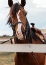 Close-up portrait of cute brown horse with a white spot tied to wooden fence Royalty Free Stock Photo