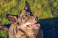 Close up portrait of cute brown orange dog Royalty Free Stock Photo