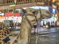 Close up portrait of cute camel in profile in harness on city square in evening. Royalty Free Stock Photo