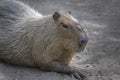 Close up portrait of a cute capybara