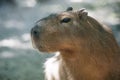 Close up portrait of a cute capybara Hydrochoerus hydrochaeris