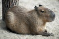 Close up portrait of a cute capybara Hydrochoerus hydrochaeris