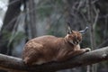 Close up portrait of cute caracal on a branch of a tree