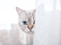 Close-up portrait of cute cat face looking out of white and beige curtain against blurred background with copy space Royalty Free Stock Photo