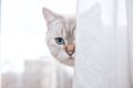 Close-up portrait of cute cat face looking out of white and beige curtain against blurred background with copy space Royalty Free Stock Photo