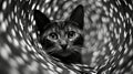 Close-up Portrait Of A Cute Cat Inside A Swirling Black Hole Royalty Free Stock Photo