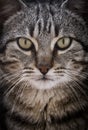 Close-up portrait of a cute cat looking straight at the camera. Royalty Free Stock Photo