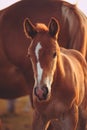 Close-up portrait of a cute chestnut foal on a meadow in the light of the setting sun Royalty Free Stock Photo