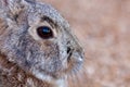 Cute Cottontail Rabbit Close Up Royalty Free Stock Photo
