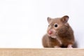 Close-up portrait of a cute curious Syrian hamster looking at the camera. Royalty Free Stock Photo