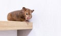 Close-up portrait of a cute curious Syrian hamster looking at the camera. Royalty Free Stock Photo