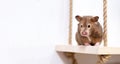 Close-up portrait of a cute curious Syrian hamster in a white background. Royalty Free Stock Photo